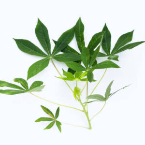 Cassava leaves on white background.