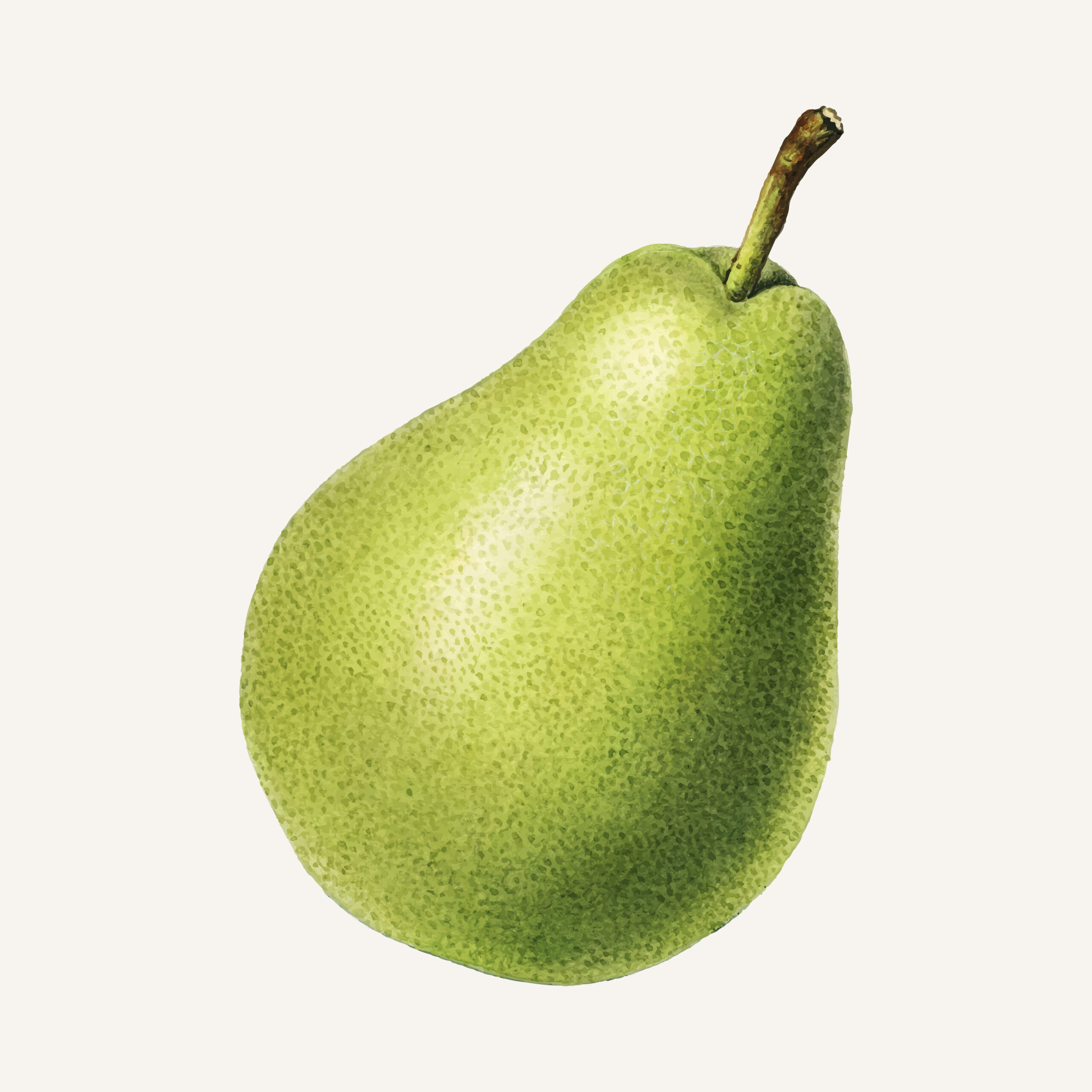 Vintage pear illustration vector. Digitally enhanced illustration from U.S. Department of Agriculture Pomological Watercolor Collection. Rare and Special Collections, National Agricultural Library.