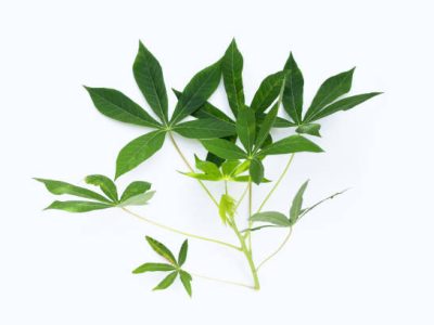 Cassava leaves on white background.