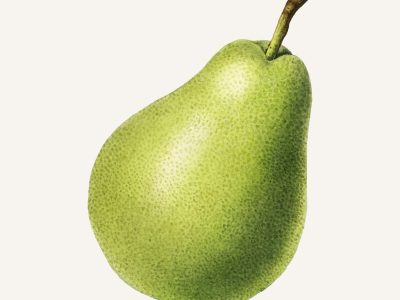 Vintage pear illustration vector. Digitally enhanced illustration from U.S. Department of Agriculture Pomological Watercolor Collection. Rare and Special Collections, National Agricultural Library.